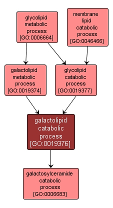 GO:0019376 - galactolipid catabolic process (interactive image map)