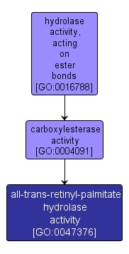 GO:0047376 - all-trans-retinyl-palmitate hydrolase activity (interactive image map)