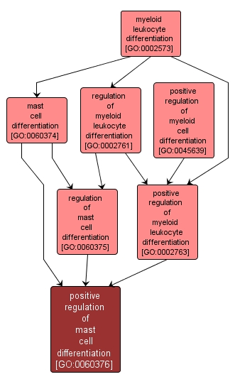 GO:0060376 - positive regulation of mast cell differentiation (interactive image map)