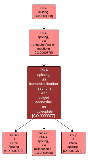 GO:0000377 - RNA splicing, via transesterification reactions with bulged adenosine as nucleophile (interactive image map)