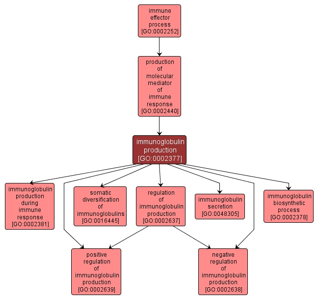 GO:0002377 - immunoglobulin production (interactive image map)