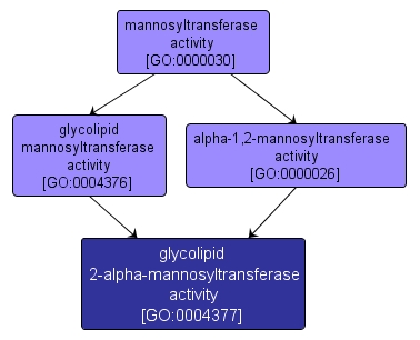 GO:0004377 - glycolipid 2-alpha-mannosyltransferase activity (interactive image map)