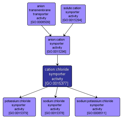 GO:0015377 - cation:chloride symporter activity (interactive image map)