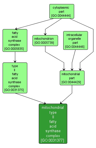 GO:0031377 - mitochondrial type II fatty acid synthase complex (interactive image map)