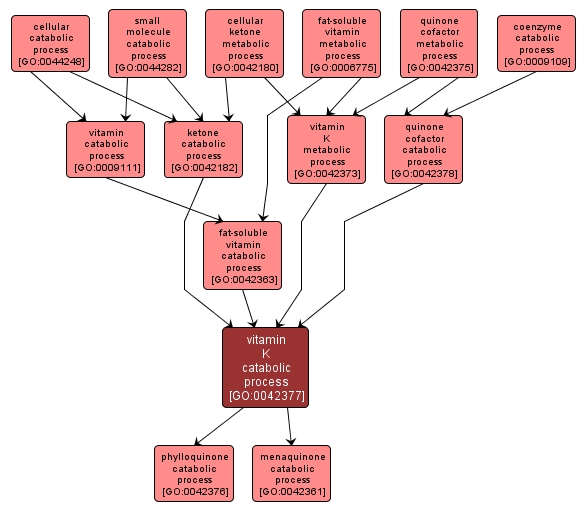 GO:0042377 - vitamin K catabolic process (interactive image map)