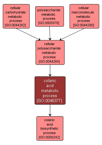 GO:0046377 - colanic acid metabolic process (interactive image map)