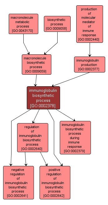 GO:0002378 - immunoglobulin biosynthetic process (interactive image map)