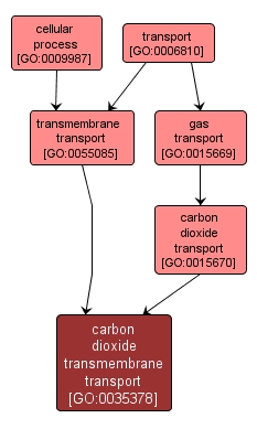 GO:0035378 - carbon dioxide transmembrane transport (interactive image map)