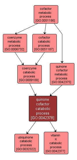 GO:0042378 - quinone cofactor catabolic process (interactive image map)
