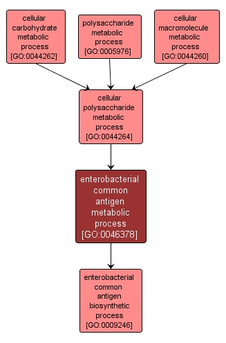 GO:0046378 - enterobacterial common antigen metabolic process (interactive image map)