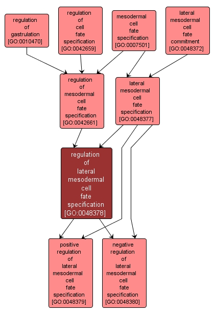 GO:0048378 - regulation of lateral mesodermal cell fate specification (interactive image map)