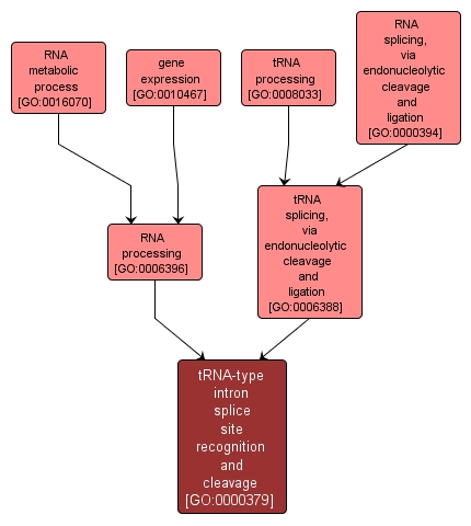 GO:0000379 - tRNA-type intron splice site recognition and cleavage (interactive image map)