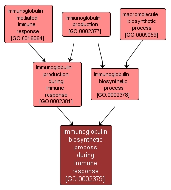 GO:0002379 - immunoglobulin biosynthetic process during immune response (interactive image map)