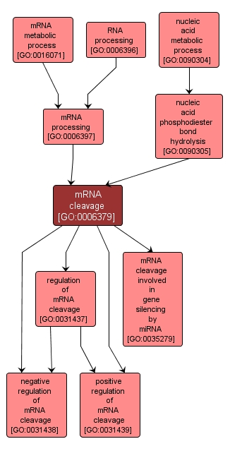 GO:0006379 - mRNA cleavage (interactive image map)