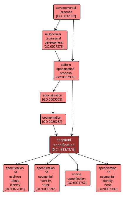 GO:0007379 - segment specification (interactive image map)