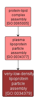 GO:0034379 - very-low-density lipoprotein particle assembly (interactive image map)