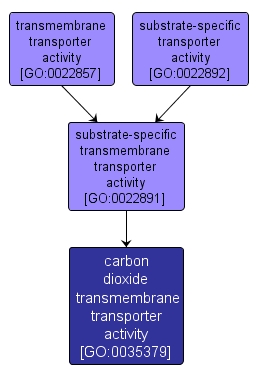 GO:0035379 - carbon dioxide transmembrane transporter activity (interactive image map)