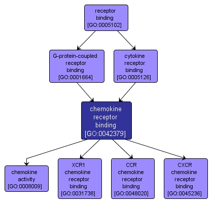 GO:0042379 - chemokine receptor binding (interactive image map)