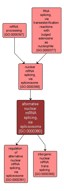 GO:0000380 - alternative nuclear mRNA splicing, via spliceosome (interactive image map)