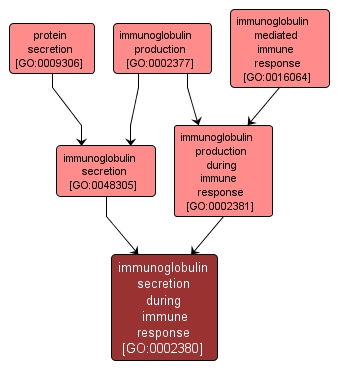 GO:0002380 - immunoglobulin secretion during immune response (interactive image map)