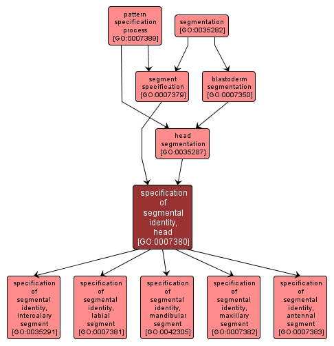 GO:0007380 - specification of segmental identity, head (interactive image map)