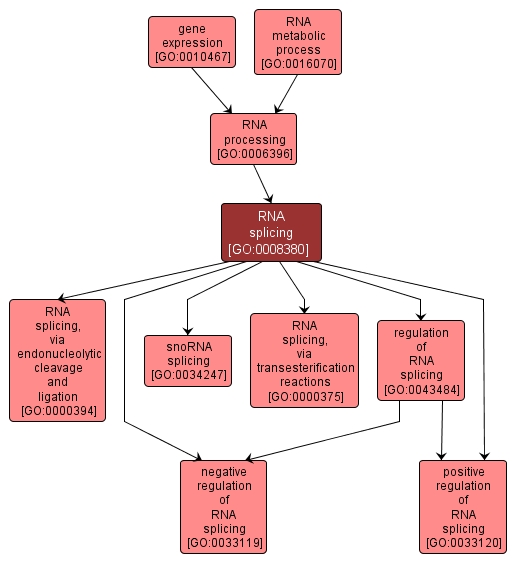 GO:0008380 - RNA splicing (interactive image map)