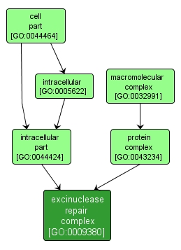 GO:0009380 - excinuclease repair complex (interactive image map)