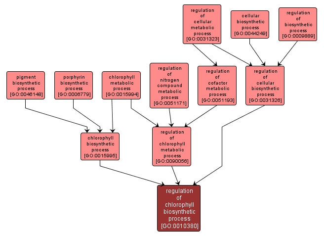 GO:0010380 - regulation of chlorophyll biosynthetic process (interactive image map)