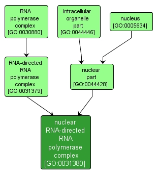 GO:0031380 - nuclear RNA-directed RNA polymerase complex (interactive image map)