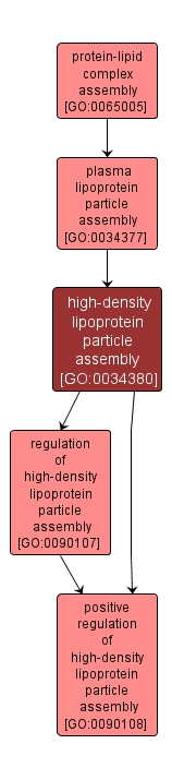 GO:0034380 - high-density lipoprotein particle assembly (interactive image map)