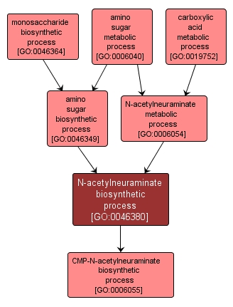 GO:0046380 - N-acetylneuraminate biosynthetic process (interactive image map)