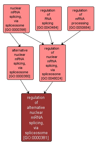 GO:0000381 - regulation of alternative nuclear mRNA splicing, via spliceosome (interactive image map)