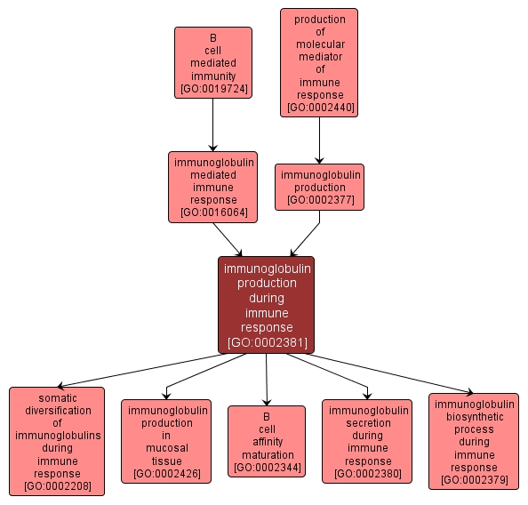 GO:0002381 - immunoglobulin production during immune response (interactive image map)