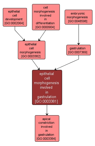 GO:0003381 - epithelial cell morphogenesis involved in gastrulation (interactive image map)