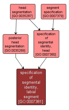 GO:0007381 - specification of segmental identity, labial segment (interactive image map)