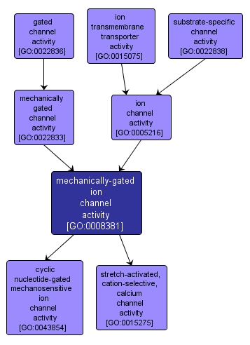 GO:0008381 - mechanically-gated ion channel activity (interactive image map)