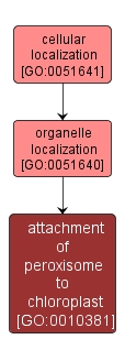 GO:0010381 - attachment of peroxisome to chloroplast (interactive image map)