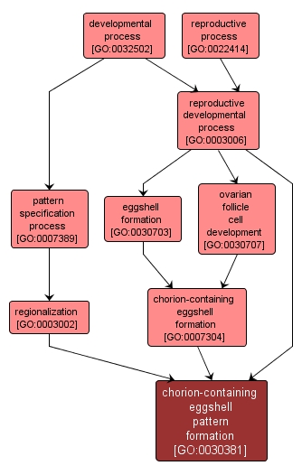 GO:0030381 - chorion-containing eggshell pattern formation (interactive image map)