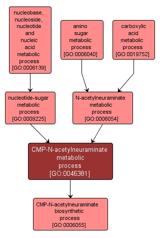 GO:0046381 - CMP-N-acetylneuraminate metabolic process (interactive image map)