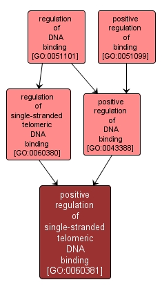 GO:0060381 - positive regulation of single-stranded telomeric DNA binding (interactive image map)