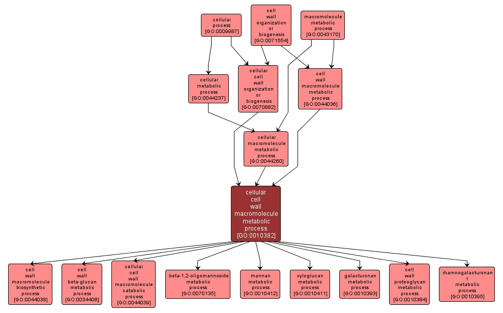 GO:0010382 - cellular cell wall macromolecule metabolic process (interactive image map)