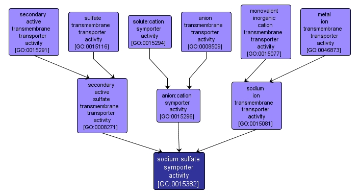 GO:0015382 - sodium:sulfate symporter activity (interactive image map)