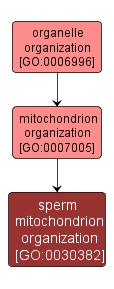 GO:0030382 - sperm mitochondrion organization (interactive image map)