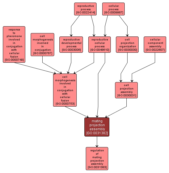 GO:0031382 - mating projection assembly (interactive image map)