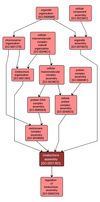 GO:0051382 - kinetochore assembly (interactive image map)