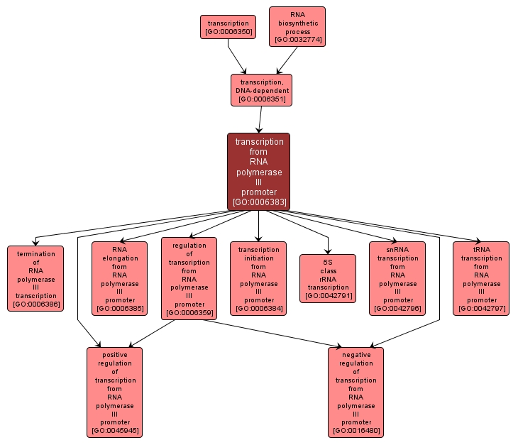 GO:0006383 - transcription from RNA polymerase III promoter (interactive image map)