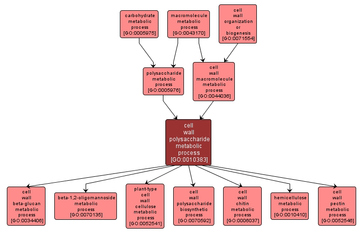 GO:0010383 - cell wall polysaccharide metabolic process (interactive image map)