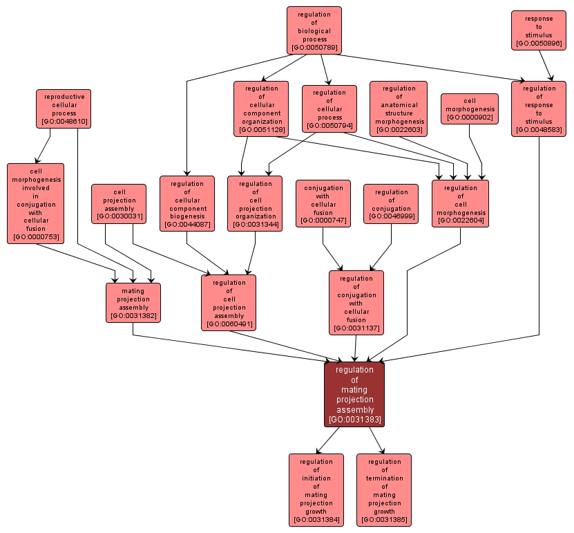 GO:0031383 - regulation of mating projection assembly (interactive image map)