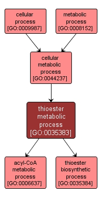 GO:0035383 - thioester metabolic process (interactive image map)