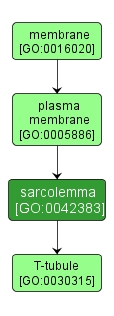 GO:0042383 - sarcolemma (interactive image map)